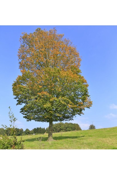Граб обыкновенный алейное дерево